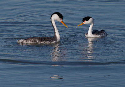 Clark's Grebes, courting