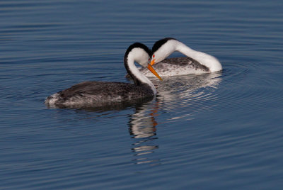 Clark's Grebes, courting
