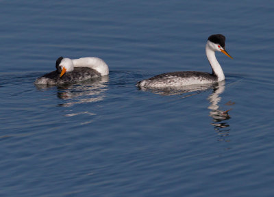 Clark's Grebes, courting