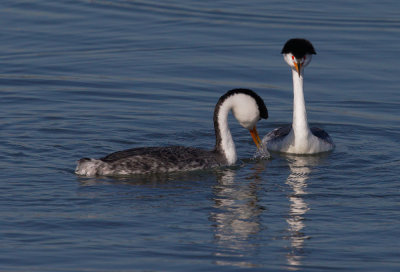 Clark's Grebes, courting