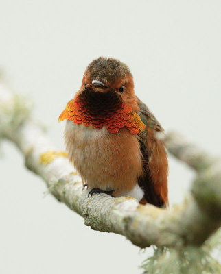 Allen's Hummingbird, male