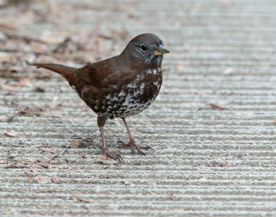 Fox Sparrow, Sooty or Slate-colored