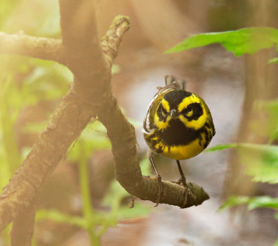 Townsend's Warbler, male