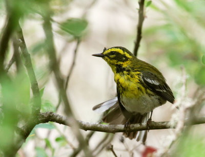 Townsend's Warbler, female
