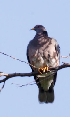 BandtailedPigeon8.jpg