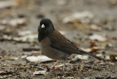 DarkeyedJunco49.jpg