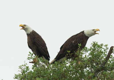 Bald Eagles, pair