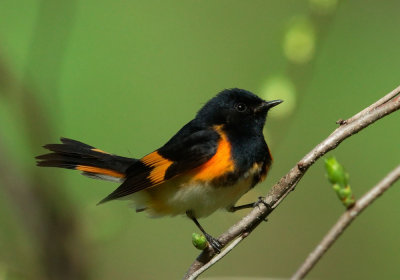 American Redstart, male