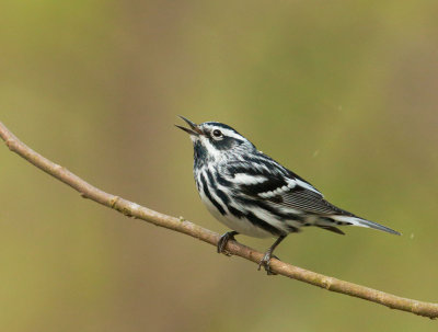 Black-and-White Warblers