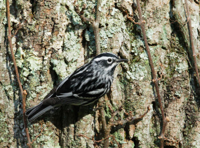 Black-and-White Warbler, male