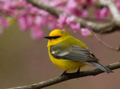 Blue-winged Warbler, male