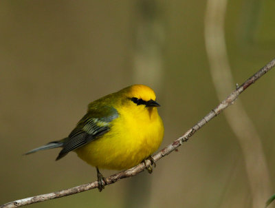 Blue-winged Warbler, male