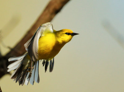 Blue-winged Warbler, male taking off
