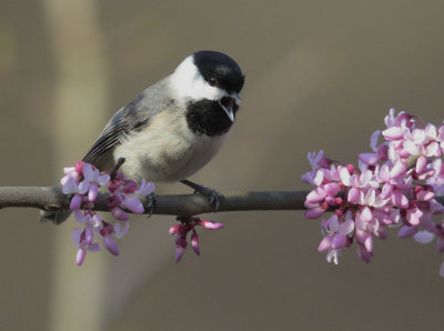 Carolina Chickadee