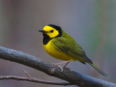 Hooded Warbler, male