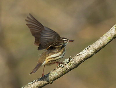 Lousiana Waterthrush, taking off