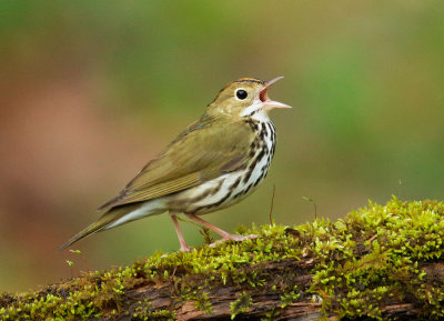 Ovenbird, male