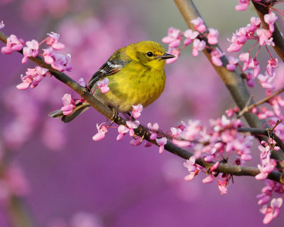 Pine Warbler