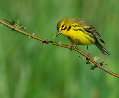 Prairie Warbler, male