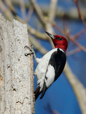 Red-headed Woodpeckers