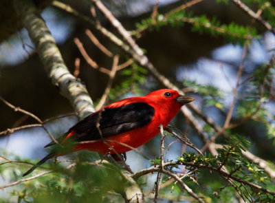 Scarlet Tanager, male