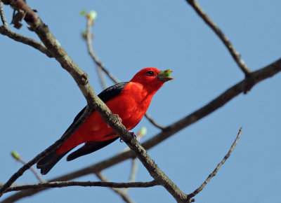 Scarlet Tanager, male, with katydid in bill