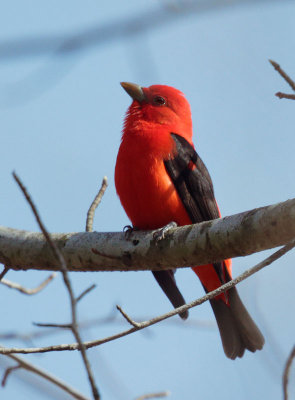 Scarlet Tanager, male