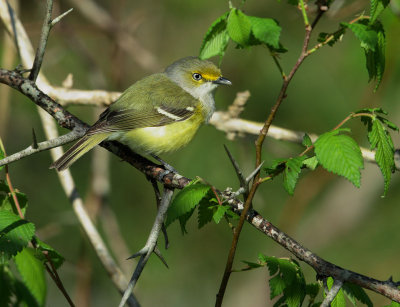 White-eyed Vireo