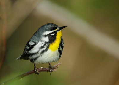 Yellow-throated Warbler, male