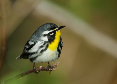 Yellow-throated Warblers