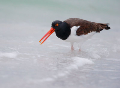 More Birds -- Florida 2015