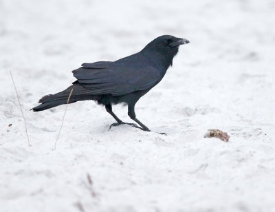 Fish Crow