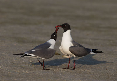 Laughing Gulls, pair courting