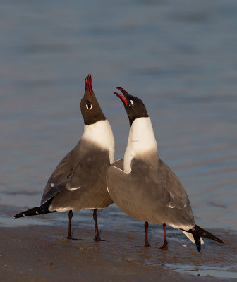 Laughing Gulls courting, Florida, March 2015 