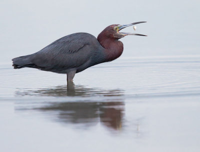 Little Blue Heron, with food item