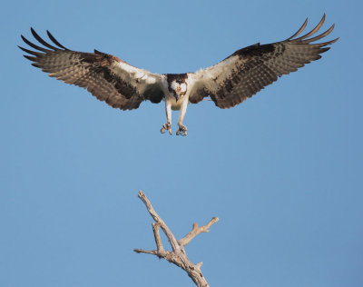 Osprey, landing