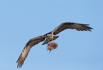 Osprey, with nesting material