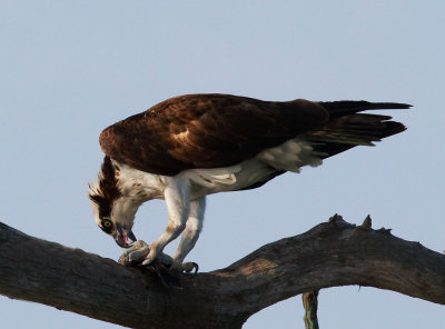 Osprey, eating fish