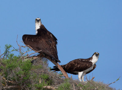 Ospreys, pair at nest