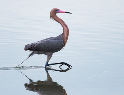 Reddish Egret, foraging