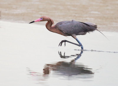 Reddish Egret, foraging