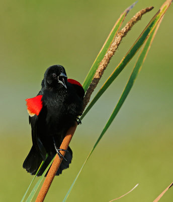 Red-winged Blackbird, typical male