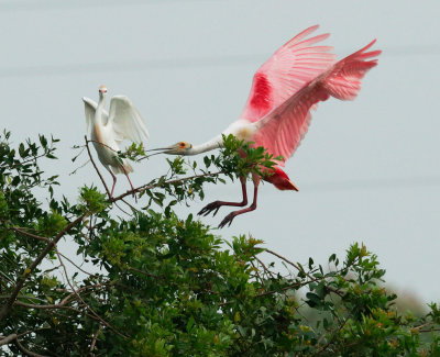 Roseate Spoonbill and Cattle Egret, gathering nesting material