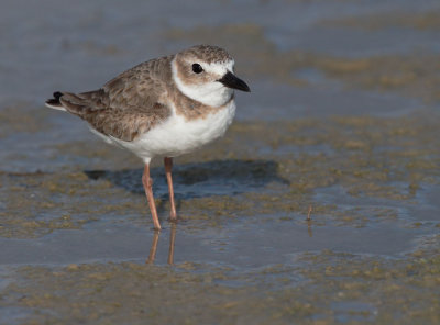 Wilson's Plover, female