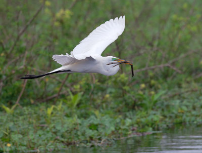 Great Egret, carrying nesting material