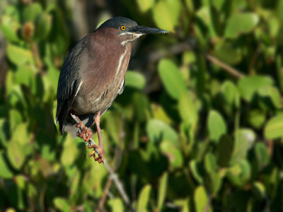 Green Heron