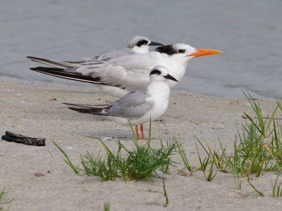 Royal Tern and Forster's Terns