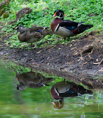 Wood Ducks, pair
