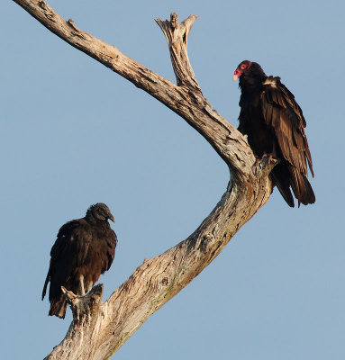 Black Vulture and Turkey Vulture