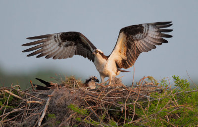 Ospreys, pair at nest
